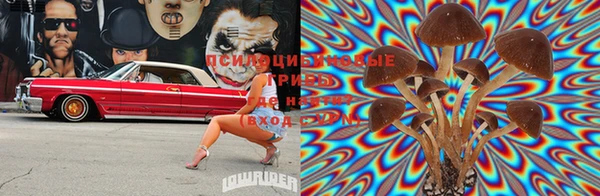 PSILOCYBIN Алексеевка